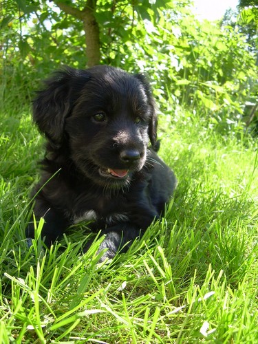 Pysia :)