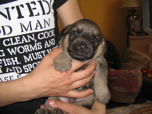 GIZMU