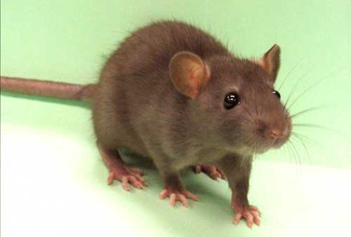 RAT