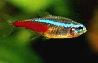 Neon Innesa