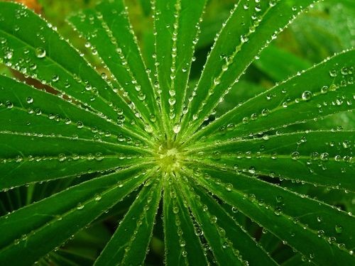 Rain