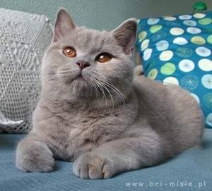 persik