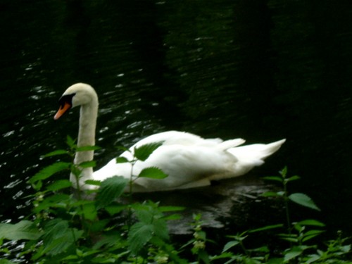 Swan