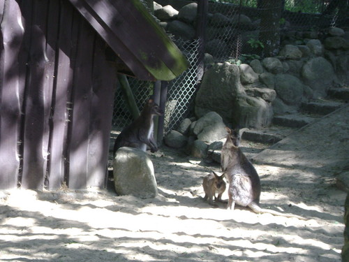 kangurki :)