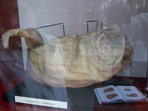 ventriculus bovis.