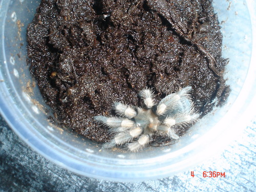 Smithi L6