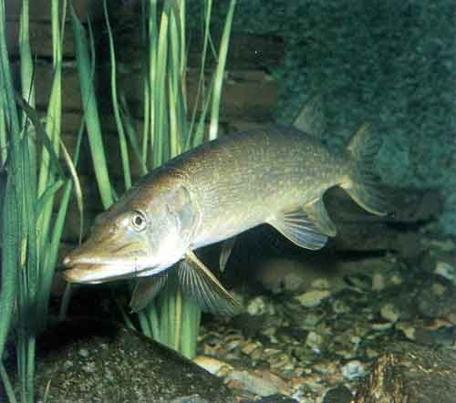 Szczupak