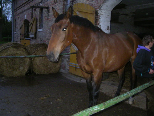 konik