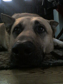 wezyrek ;)