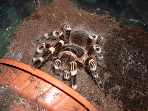 A. geniculata