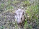 Chomik