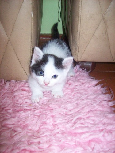 Sylwester junior;*