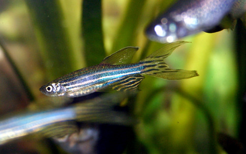 Danio Prgowany
