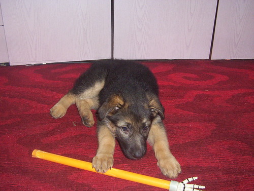 Moj Piesunio