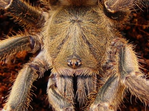 Haplopelma sp.