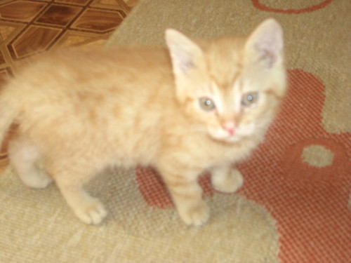 kociu