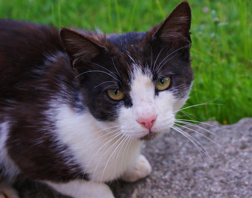 Kotek