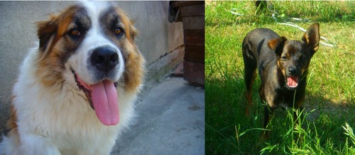pieski:*