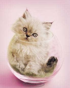 _Tak miaO by ! ;]]