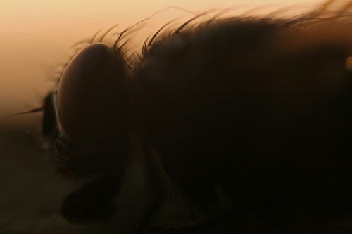 Robal :D