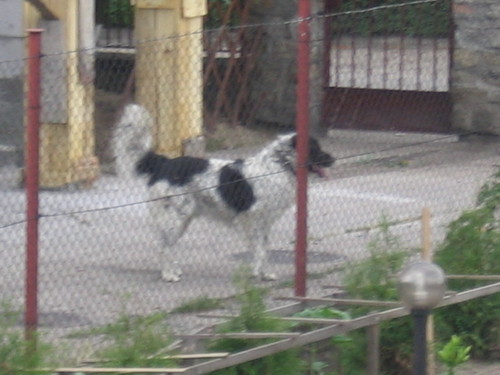 Ssiad