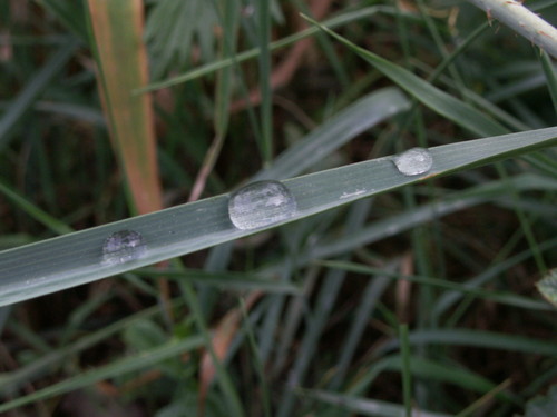 kropelki