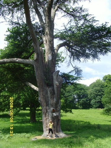 Im standing by the huge tree;*