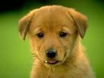 smutas........