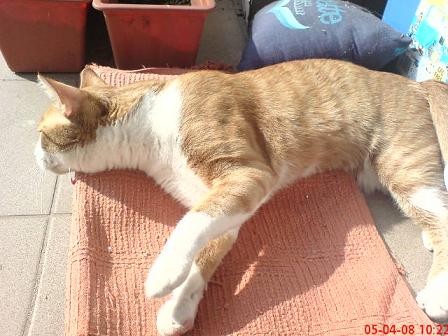 oto moja kicia