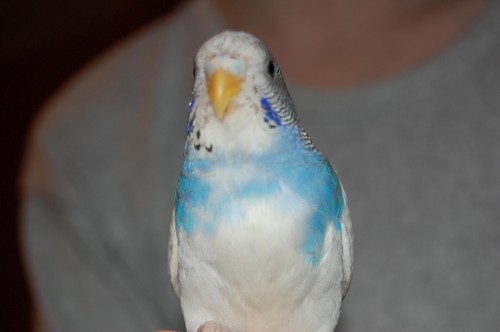 Papuka