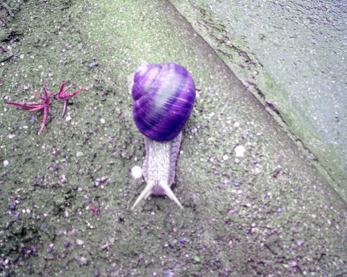 limaczek