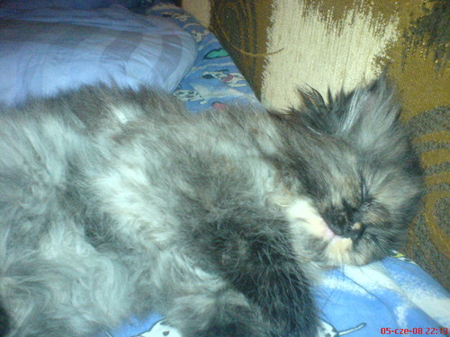 Mj...kot...