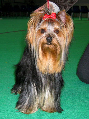 yorkshire terrier.......