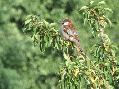 Wrbelek