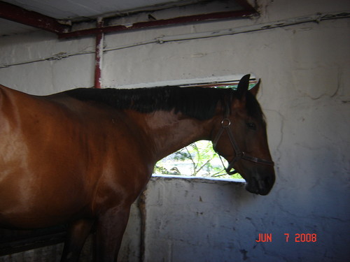 Bastino