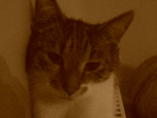 Kiciu... :*