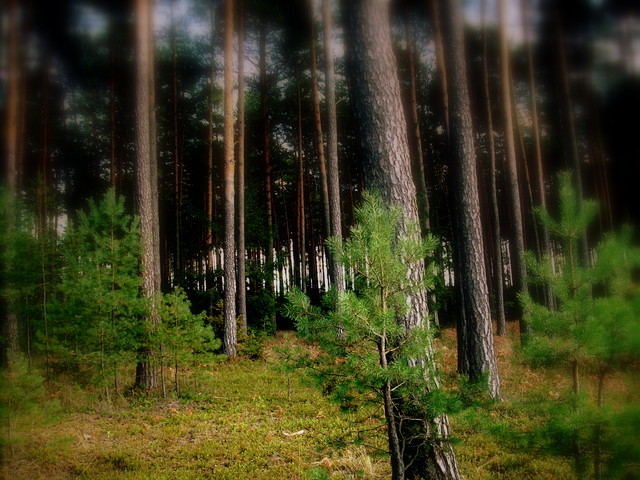 Flora&Fauna