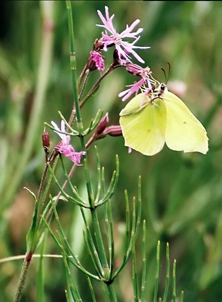Butterfly#1