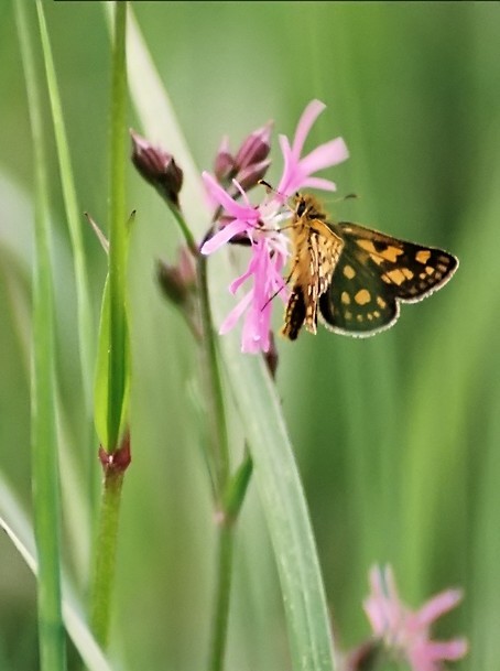 Butterfly#2