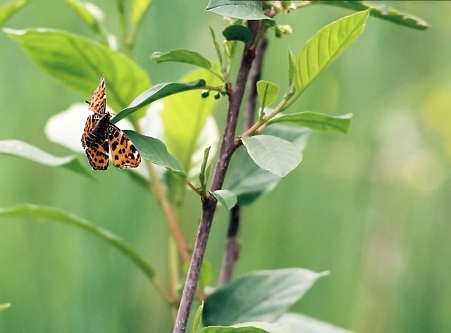 Butterfly#3