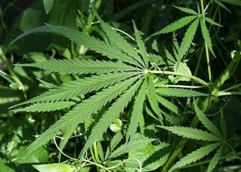 marihuana