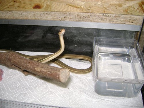 Thamnophis sauritus