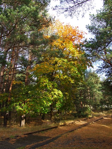 red yellow green