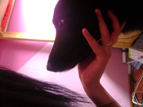 stellla;);*