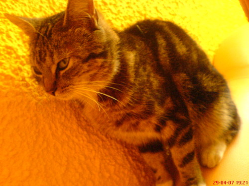 biedny kotek