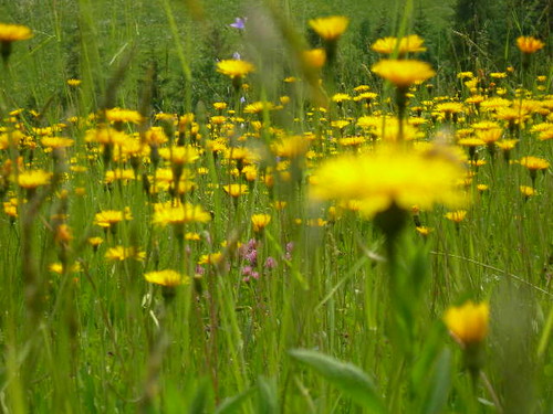 Bukowina Tatrzaska 2008
