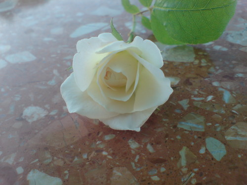 MoJ KwIatUszEk :)) 