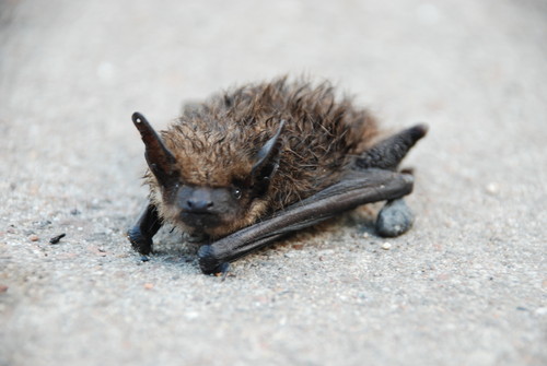 Bat :D:D