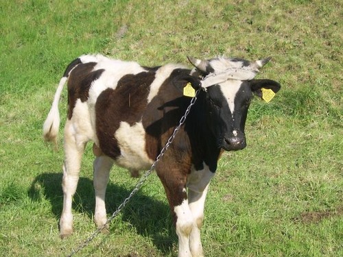 Muuu :)