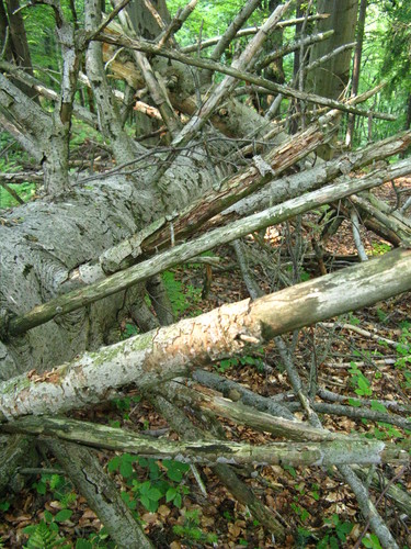 Powalone drzewo